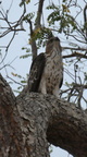 2016-10-15 Sri Lanka 847 Yala-Nationalpark Legges Hawk-Eagle