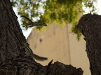 20180312 Indien 0456 Jaipur Jantar Mantar Streifenhoernchen Zuschnitt (1804 Besuche) 20180312 Indien 0456 Jaipur Jantar Mantar Streifenhoernchen Zuschnitt