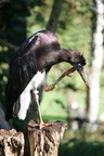 20220925 Rheine Zoo 07 Abdimstorch