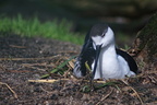 20230422 Rheine Zoo 23 Saebelschnaebler